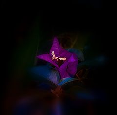 photo "***"