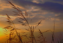 photo "Golden hour"