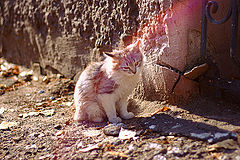 photo "rainbow got in the ear"