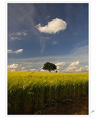 фото "with mild head"