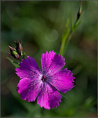 photo "Field stud"