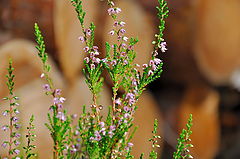 photo "Calluna vulgaris 01"