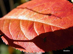 фото "Nature."