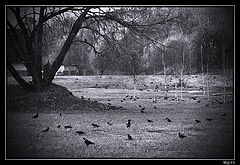 photo "***"