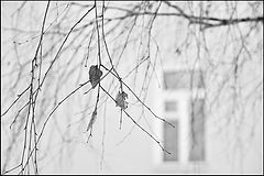 photo "***"
