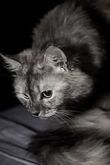 фото "Котэ на охоте"