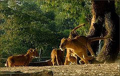 photo "Young  lions"
