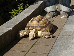 photo "Slow walking."