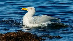 photo "Continuation of the swimming season"