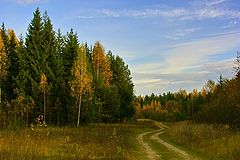фото "по лесной дороге"
