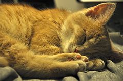 photo "Sleeping "toffee""