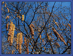 фото "spring is coming"