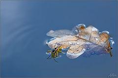 photo "***"