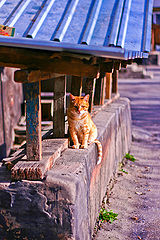 photo "Japanese cat"