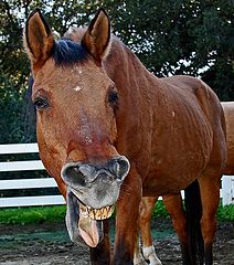фото "Horselaff"