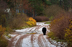 photo "Away"