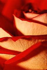 photo "Red"