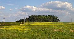 фото "Среди желтых июньских полей"