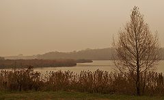 photo "Fog"