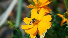 фото "BEE"