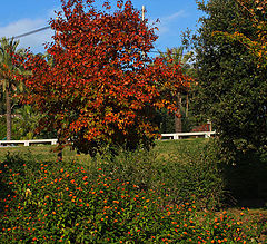 photo "***"