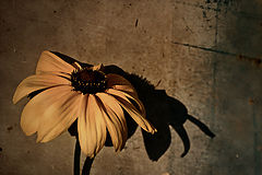 photo "Doubt"
