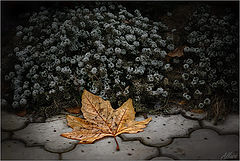 photo "***"