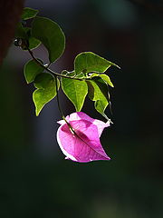 photo "Pink"