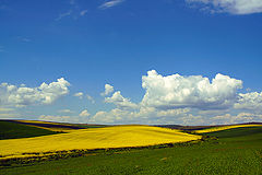 фото "Sweet hills / Сладкий холмы"