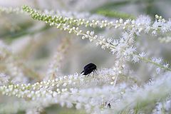 фото "their white love"