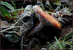photo "frozen mushroom"