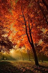 photo "***"