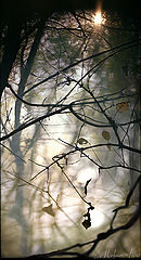 photo "Marvellous"
