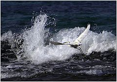 photo "Winged surfer"