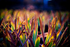 photo "Tulips"