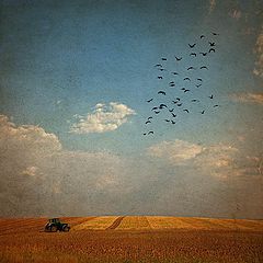 фото "When birds fly south"
