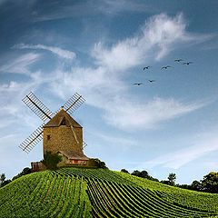 фото "Wings"