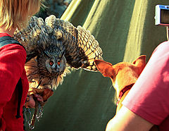 photo "Eye contact"