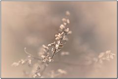 photo "***"