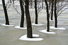 photo "White collars / Белые воротнички"