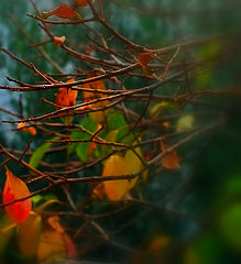 photo "***"