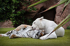 photo "Is it love ?"