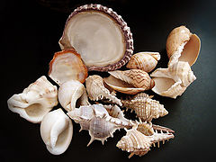 photo "Gifts of the Mediterranean Sea"
