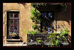 photo "the old windows"