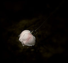 photo "***"