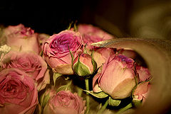фото "розы"