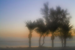 photo "Palms"