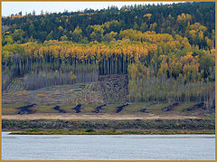 photo "trichophytosis"