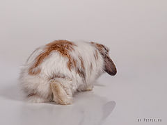 photo "***"