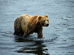 photo "Медведь"